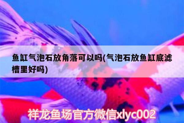 魚缸氣泡石放角落可以嗎(氣泡石放魚缸底濾槽里好嗎)