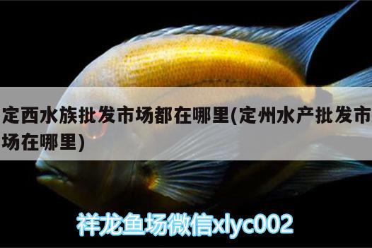 定西水族批發(fā)市場都在哪里(定州水產(chǎn)批發(fā)市場在哪里) 觀賞魚水族批發(fā)市場