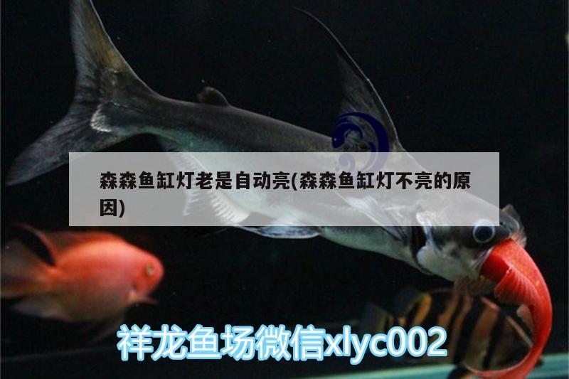 森森魚缸燈老是自動亮(森森魚缸燈不亮的原因) 三色錦鯉魚