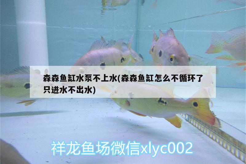 森森魚缸水泵不上水(森森魚缸怎么不循環(huán)了只進水不出水) 魚缸水泵