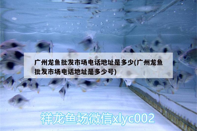 廣州龍魚批發(fā)市場電話地址是多少(廣州龍魚批發(fā)市場電話地址是多少號) 龍魚批發(fā)