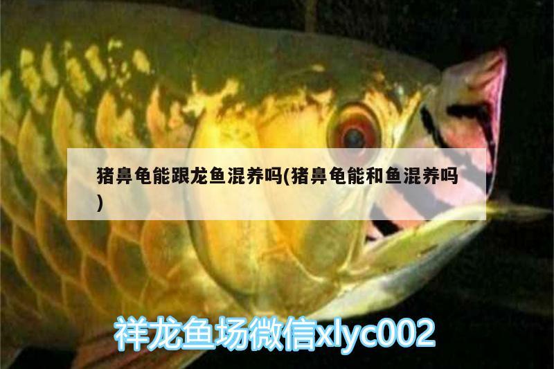 豬鼻龜能跟龍魚(yú)混養(yǎng)嗎(豬鼻龜能和魚(yú)混養(yǎng)嗎) 豬鼻龜百科