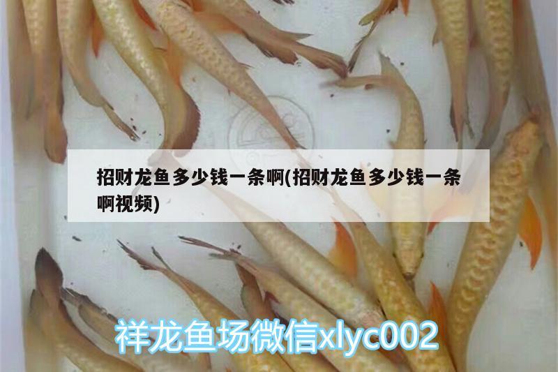 招財(cái)龍魚多少錢一條啊(招財(cái)龍魚多少錢一條啊視頻)