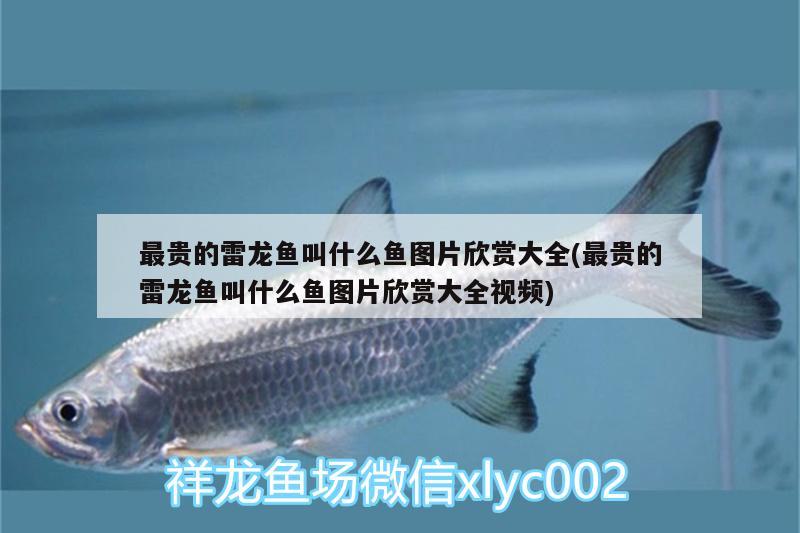 最貴的雷龍魚(yú)叫什么魚(yú)圖片欣賞大全(最貴的雷龍魚(yú)叫什么魚(yú)圖片欣賞大全視頻)