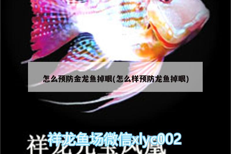 怎么預(yù)防金龍魚掉眼(怎么樣預(yù)防龍魚掉眼)