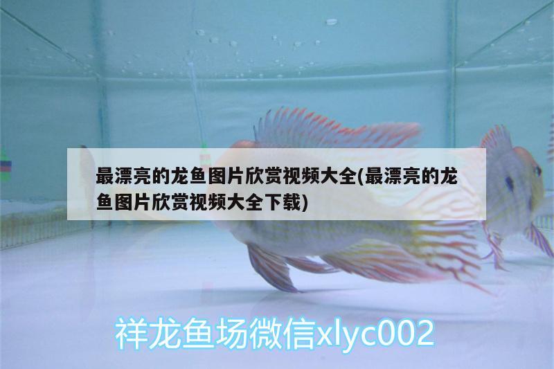 最漂亮的龍魚圖片欣賞視頻大全(最漂亮的龍魚圖片欣賞視頻大全下載) 其它水族用具設(shè)備