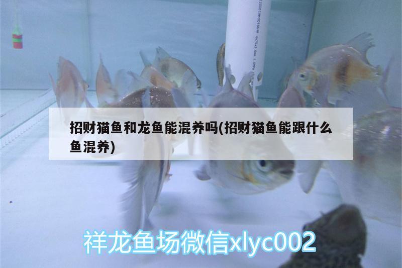 招財(cái)貓魚和龍魚能混養(yǎng)嗎(招財(cái)貓魚能跟什么魚混養(yǎng))