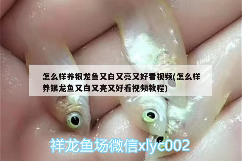 怎么樣養(yǎng)銀龍魚又白又亮又好看視頻(怎么樣養(yǎng)銀龍魚又白又亮又好看視頻教程) 銀龍魚 第2張