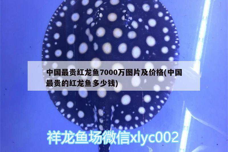 中國(guó)最貴紅龍魚7000萬(wàn)圖片及價(jià)格(中國(guó)最貴的紅龍魚多少錢)