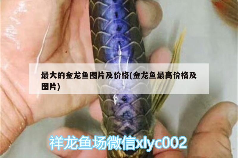 最大的金龍魚圖片及價(jià)格(金龍魚最高價(jià)格及圖片) 黃金招財(cái)貓魚