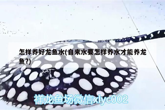 怎樣養(yǎng)好龍魚(yú)水(自來(lái)水要怎樣養(yǎng)水才能養(yǎng)龍魚(yú)?)