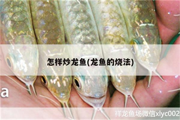 怎樣炒龍魚(龍魚的燒法)