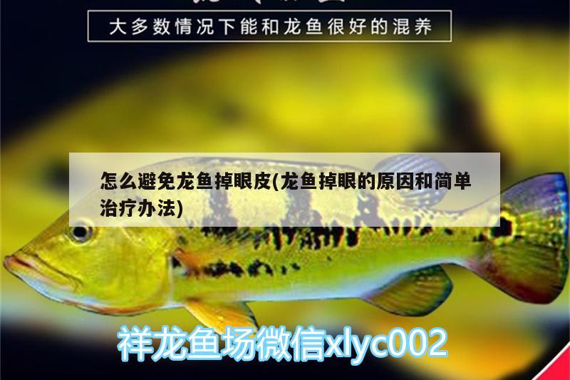 怎么避免龍魚掉眼皮(龍魚掉眼的原因和簡單治療辦法) 水溫計(jì)