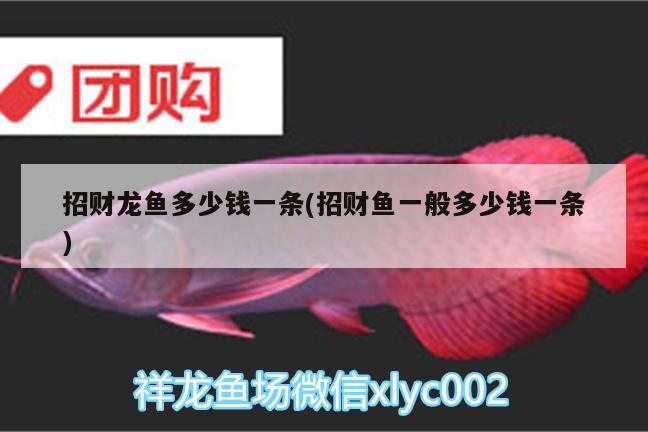 招財(cái)龍魚多少錢一條(招財(cái)魚一般多少錢一條)