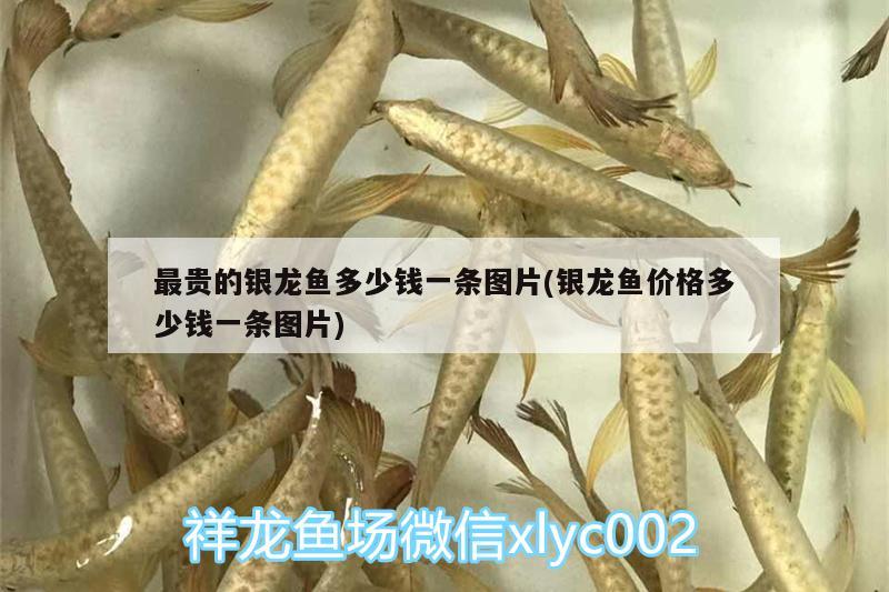 最貴的銀龍魚多少錢一條圖片(銀龍魚價(jià)格多少錢一條圖片)