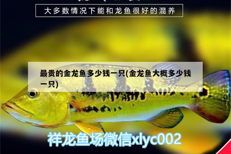 最貴的金龍魚多少錢一只(金龍魚大概多少錢一只) 觀賞魚水族批發(fā)市場