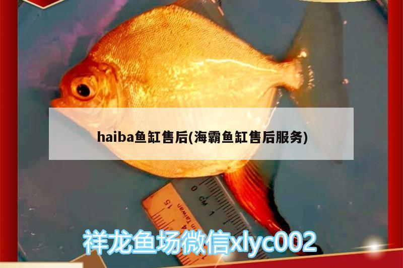 haiba魚缸售后(海霸魚缸售后服務(wù)) 帝王迷宮魚