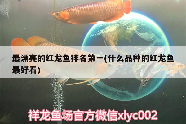 最漂亮的紅龍魚排名第一(什么品種的紅龍魚最好看) 申古銀版魚