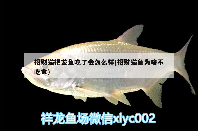 招財(cái)貓把龍魚吃了會(huì)怎么樣(招財(cái)貓魚為啥不吃食)