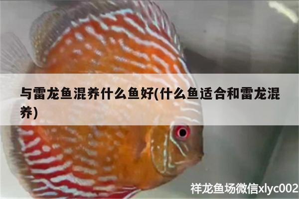 與雷龍魚混養(yǎng)什么魚好(什么魚適合和雷龍混養(yǎng)) 廣州觀賞魚批發(fā)市場(chǎng)