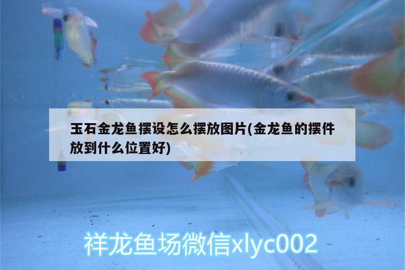 玉石金龍魚(yú)擺設(shè)怎么擺放圖片(金龍魚(yú)的擺件放到什么位置好) 觀賞魚(yú)批發(fā)