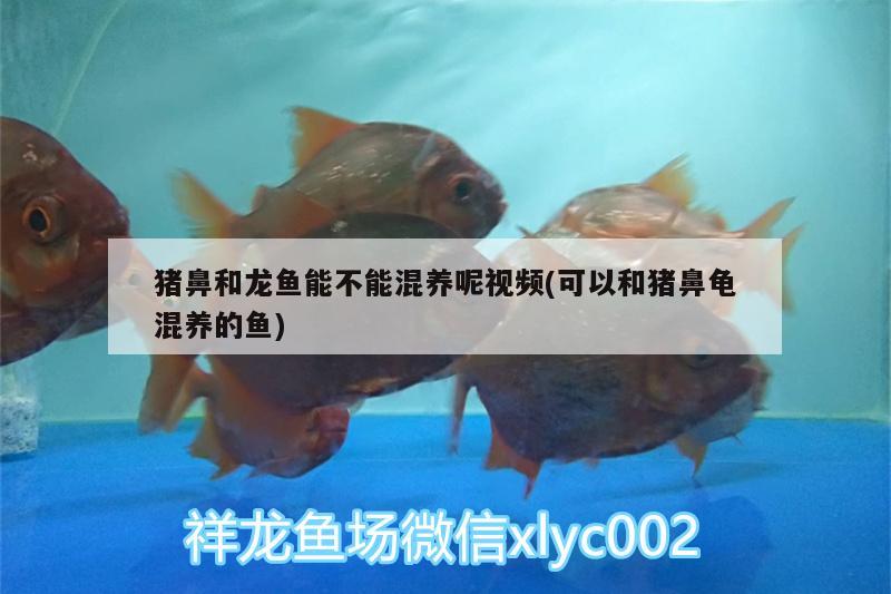 豬鼻和龍魚能不能混養(yǎng)呢視頻(可以和豬鼻龜混養(yǎng)的魚) 豬鼻龜