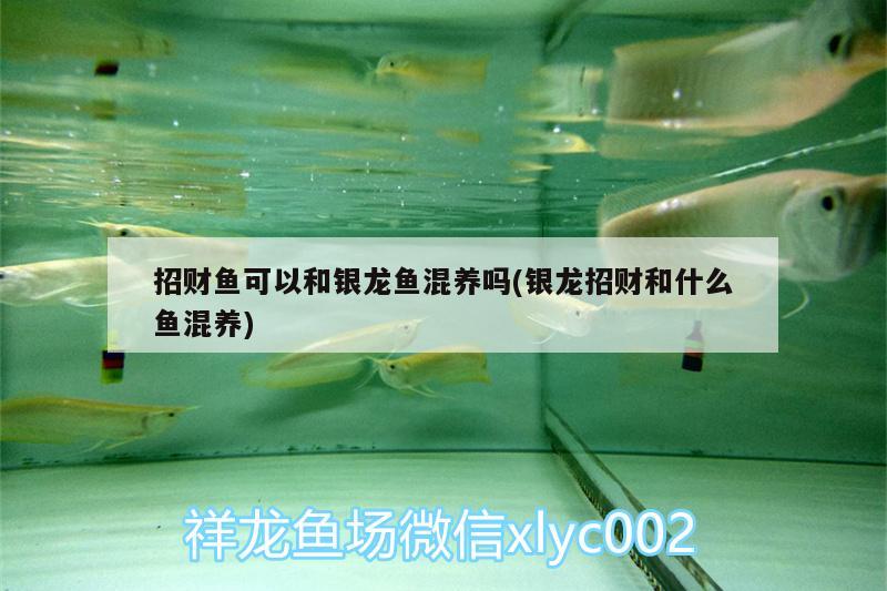 招財魚可以和銀龍魚混養(yǎng)嗎(銀龍招財和什么魚混養(yǎng))