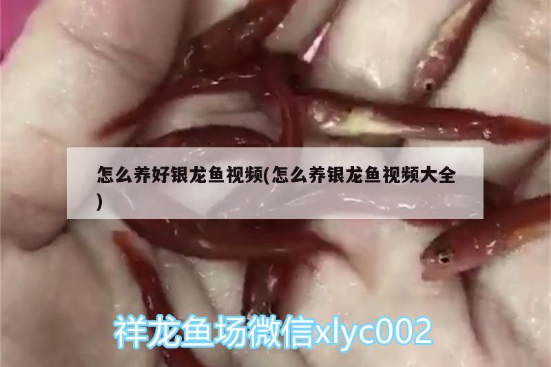 怎么養(yǎng)好銀龍魚視頻(怎么養(yǎng)銀龍魚視頻大全)