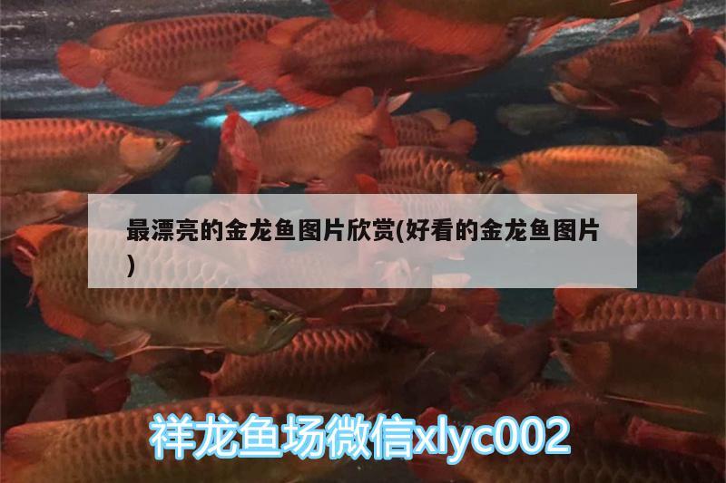 最漂亮的金龍魚(yú)圖片欣賞(好看的金龍魚(yú)圖片)