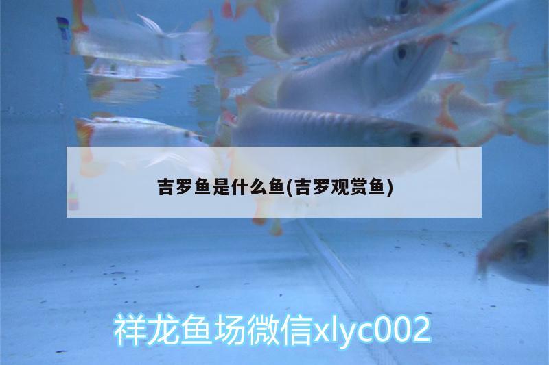 吉羅魚是什么魚(吉羅觀賞魚)