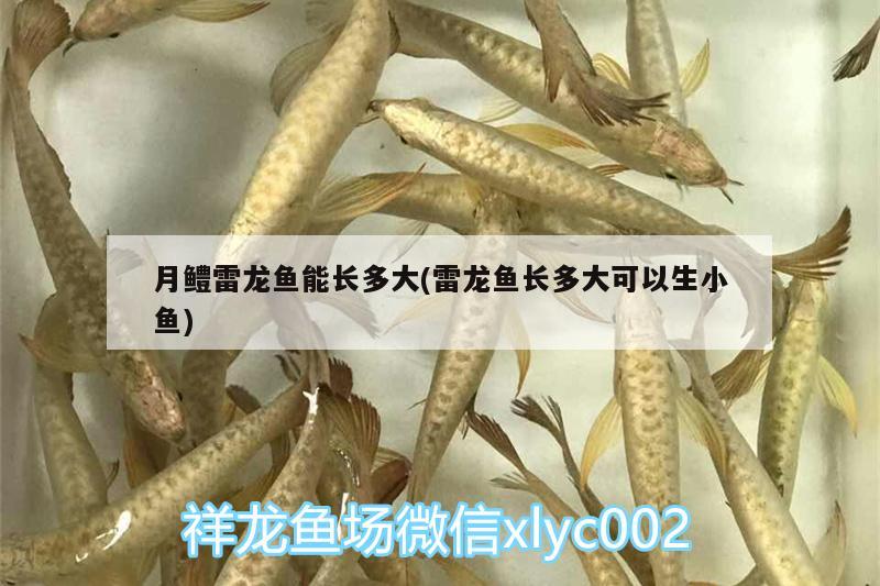 月鱧雷龍魚能長多大(雷龍魚長多大可以生小魚) 三間鼠魚苗