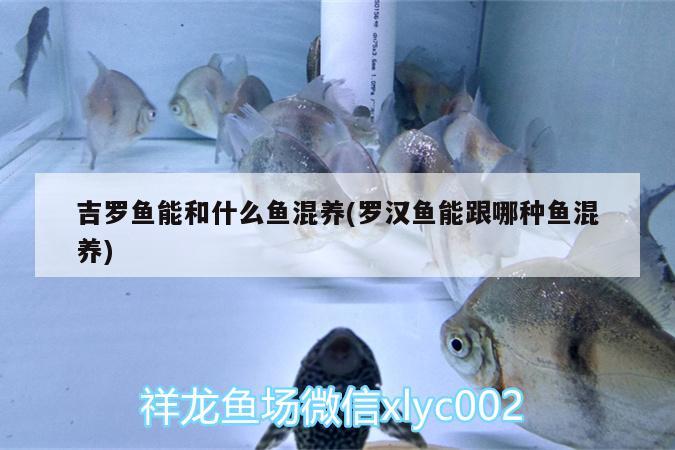 吉羅魚能和什么魚混養(yǎng)(羅漢魚能跟哪種魚混養(yǎng)) 羅漢魚