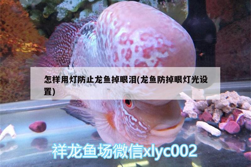 怎樣用燈防止龍魚掉眼淚(龍魚防掉眼燈光設置)