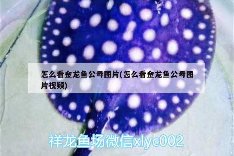 怎么看金龍魚公母圖片(怎么看金龍魚公母圖片視頻)