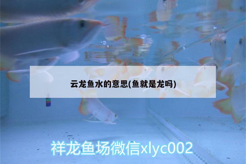 云龍魚水的意思(魚就是龍嗎) 鸚鵡魚