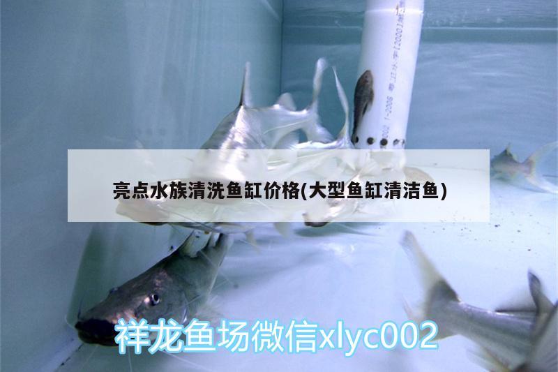 亮點水族清洗魚缸價格(大型魚缸清潔魚) 夢幻雷龍魚