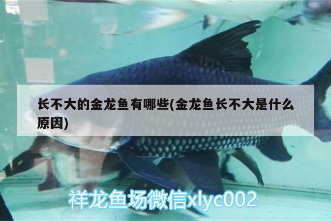 長不大的金龍魚有哪些(金龍魚長不大是什么原因)