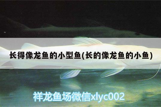 長得像龍魚的小型魚(長的像龍魚的小魚) 觀賞魚批發(fā)