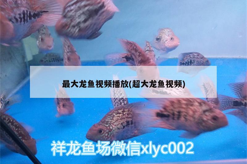 最大龍魚(yú)視頻播放(超大龍魚(yú)視頻)