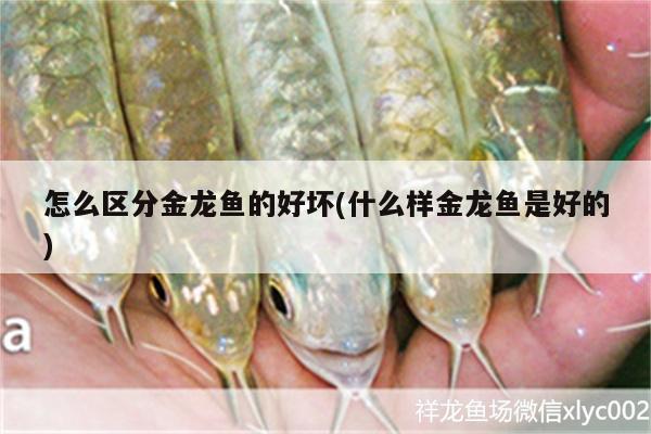 怎么區(qū)分金龍魚的好壞(什么樣金龍魚是好的)