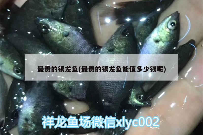 最貴的銀龍魚(最貴的銀龍魚能值多少錢呢)