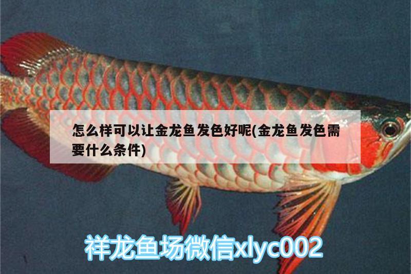 怎么樣可以讓金龍魚發(fā)色好呢(金龍魚發(fā)色需要什么條件) 祥龍金禾金龍魚