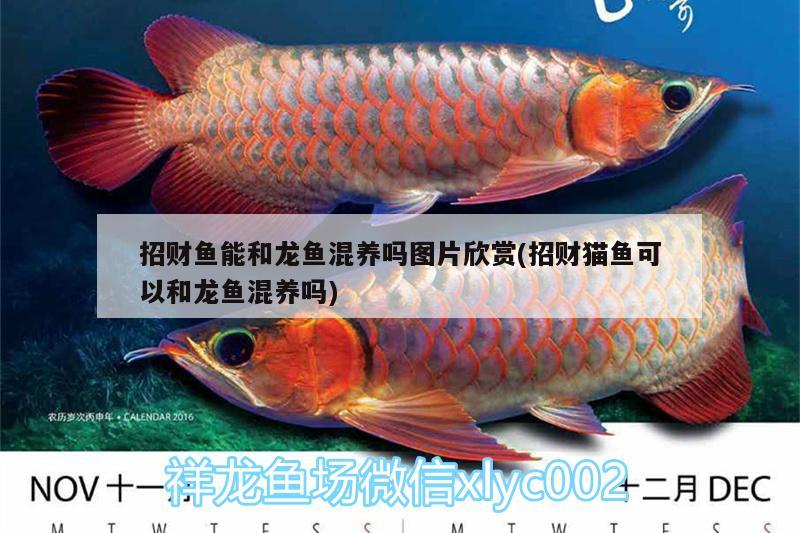 招財(cái)魚能和龍魚混養(yǎng)嗎圖片欣賞(招財(cái)貓魚可以和龍魚混養(yǎng)嗎)