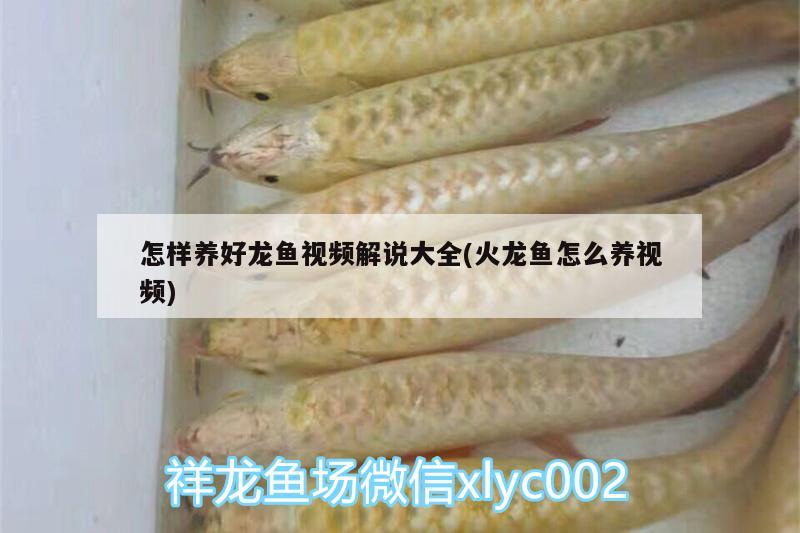 怎樣養(yǎng)好龍魚視頻解說大全(火龍魚怎么養(yǎng)視頻)