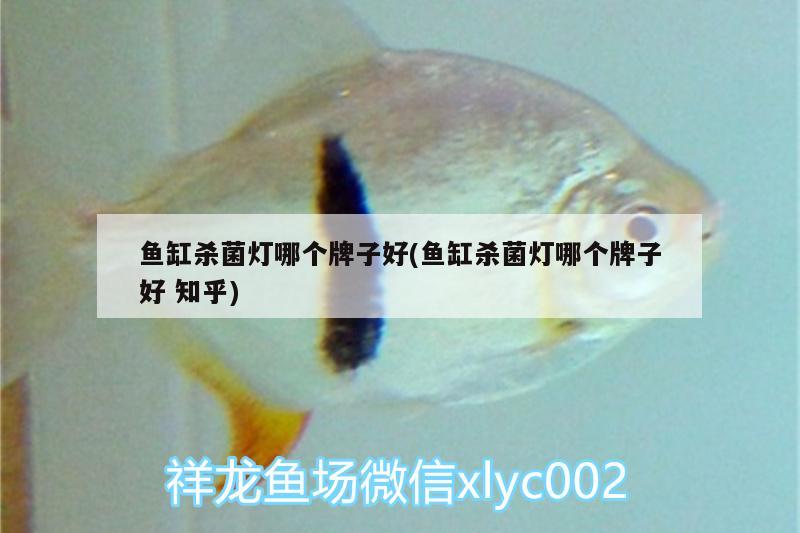 魚缸殺菌燈哪個(gè)牌子好(魚缸殺菌燈哪個(gè)牌子好知乎) 南美異型魚