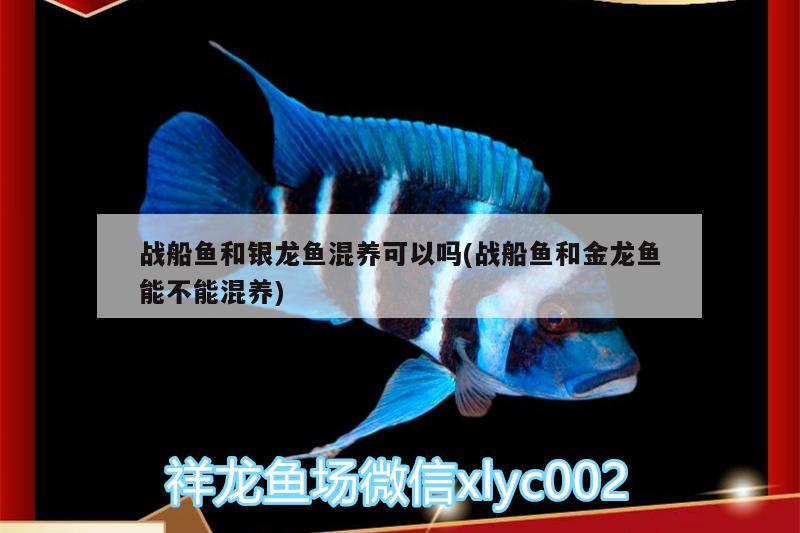 戰(zhàn)船魚和銀龍魚混養(yǎng)可以嗎(戰(zhàn)船魚和金龍魚能不能混養(yǎng)) 銀龍魚百科