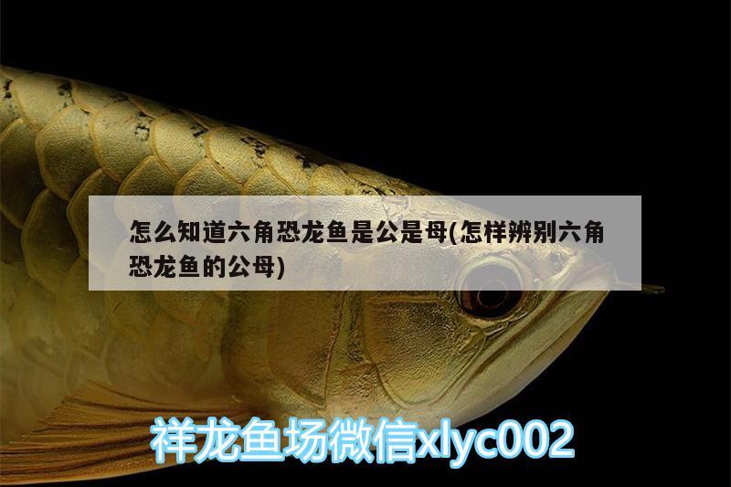 怎么知道六角恐龍魚(yú)是公是母(怎樣辨別六角恐龍魚(yú)的公母)