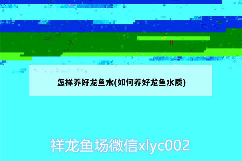 怎樣養(yǎng)好龍魚水(如何養(yǎng)好龍魚水質(zhì)) 蘇虎苗（蘇門答臘虎魚苗）