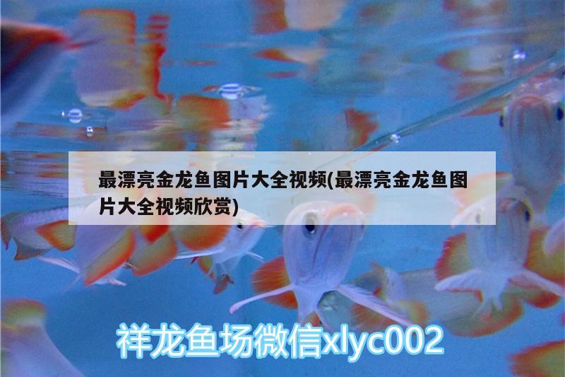 最漂亮金龍魚圖片大全視頻(最漂亮金龍魚圖片大全視頻欣賞)