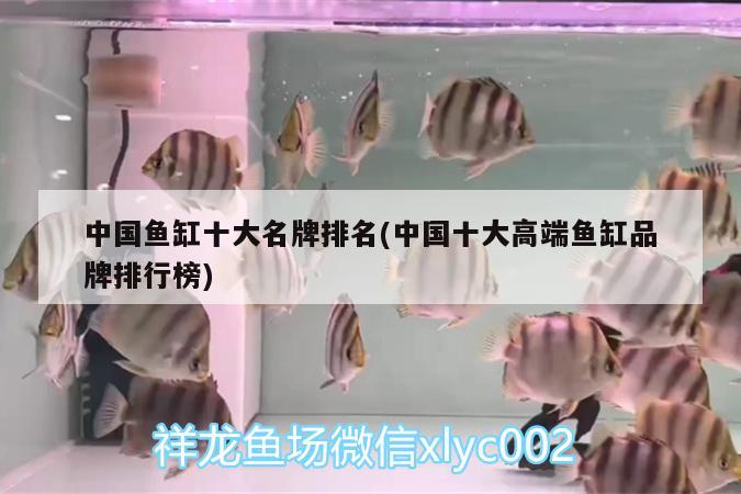 中國魚缸十大名牌排名(中國十大高端魚缸品牌排行榜) 夢幻雷龍魚